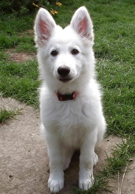 white gsd puppies for sale|white shepherds for sale near me breeders.